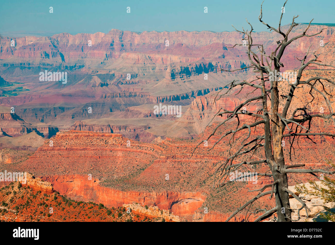 Ein toter Baum steht am Rand South Rim Grand Canyon Arizona Stockfoto