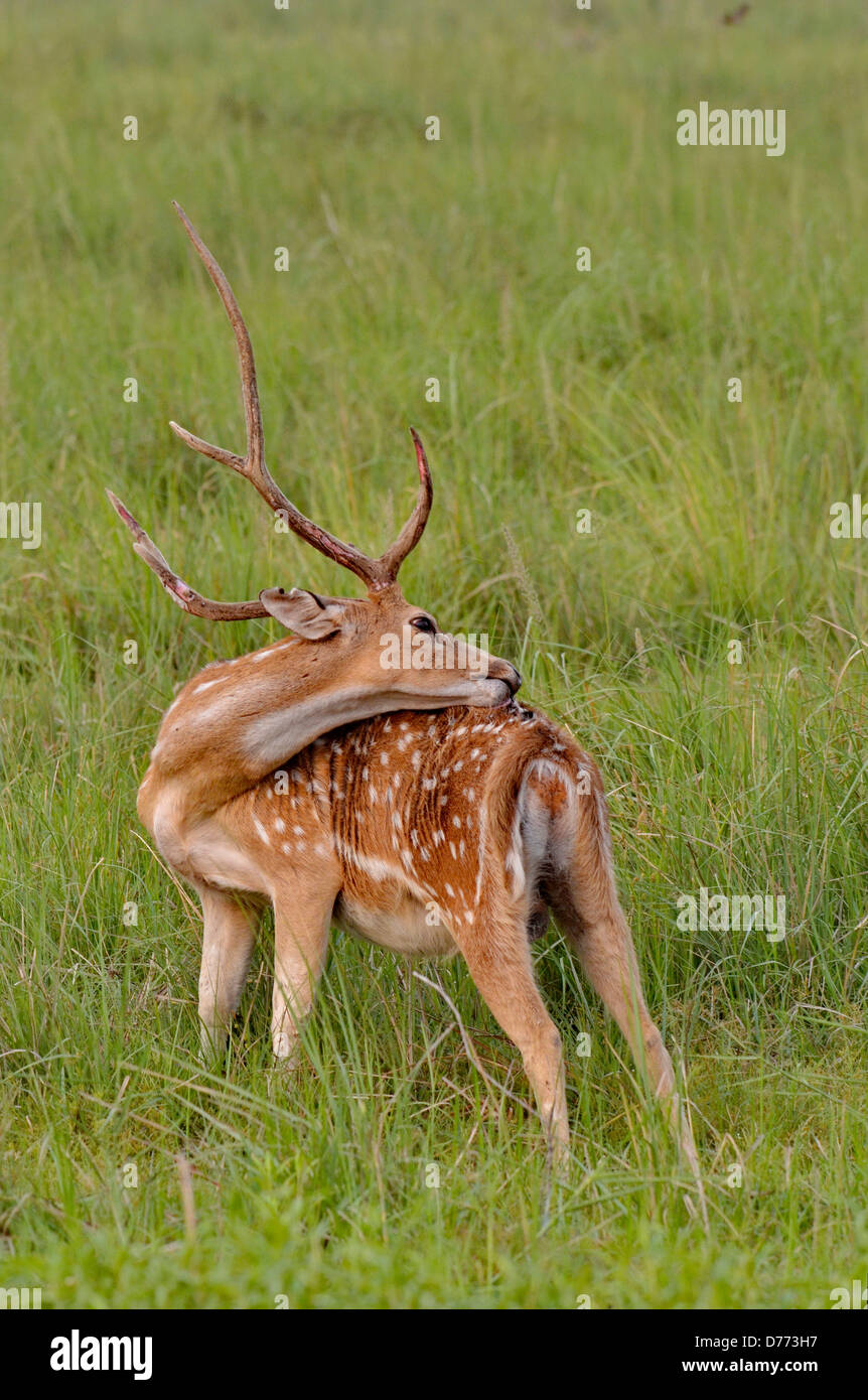 Chital Rotwild (Achse Achse männlich in Grünland Reinigung selbst Stockfoto