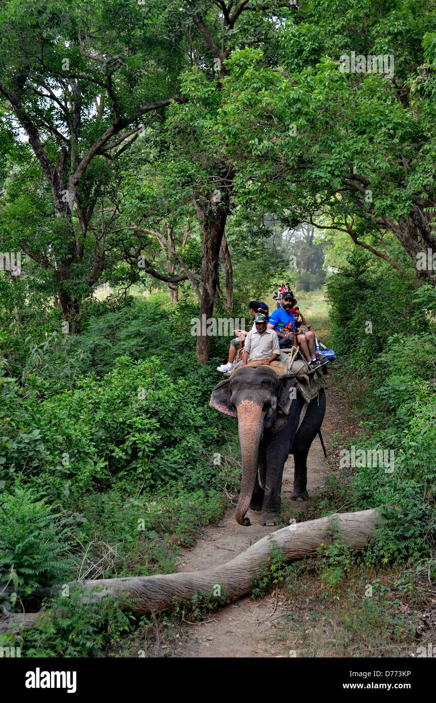 Indien-Uttarakhand Zustand Corbett Nationalpark Elefanten Reiten im Wald Stockfoto