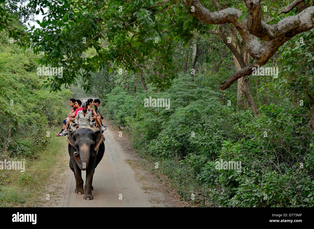 Indien-Uttarakhand Zustand Corbett Nationalpark Elefanten Reiten im Wald Stockfoto