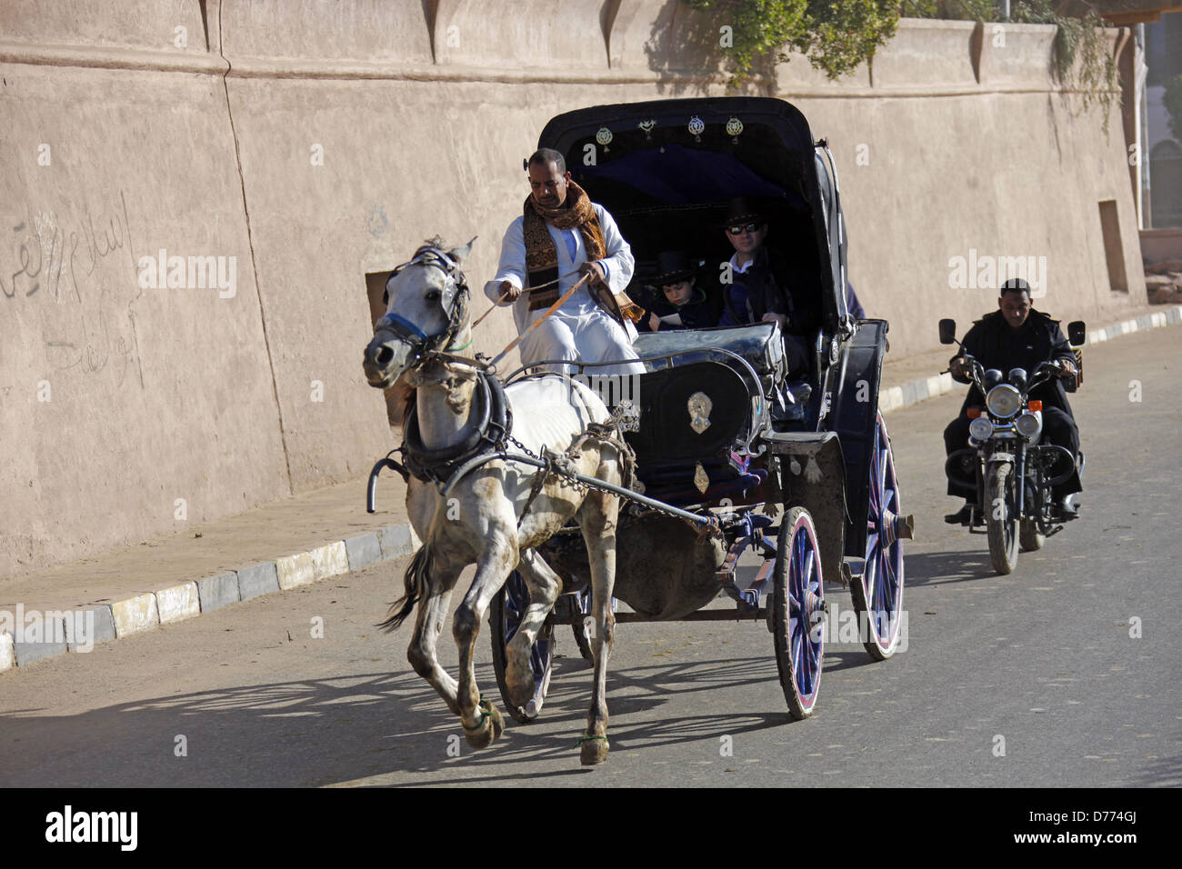 WEIßEN ägyptischen Pferd & Beförderung EDFU Ägypten 9. Januar 2013 Stockfoto