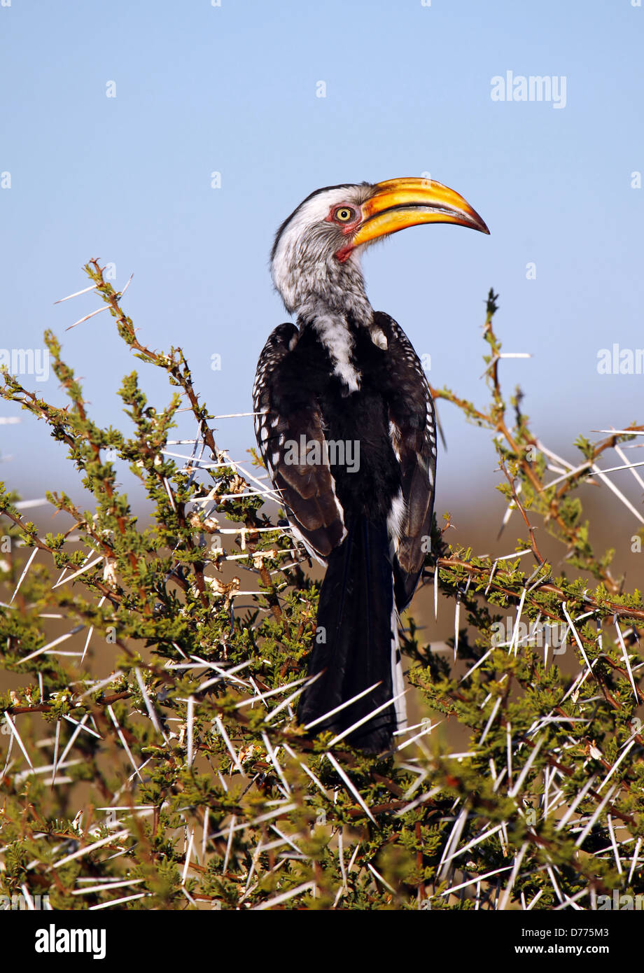 Yellowbilled Hornbill, Tockus Leucomelas, gelb-billed Hornbill, Botsuana Stockfoto