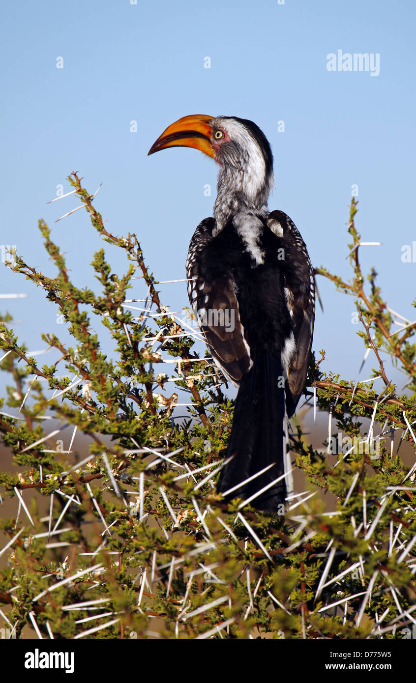 Yellowbilled Hornbill, Tockus Leucomelas, gelb-billed Hornbill, Botsuana Stockfoto