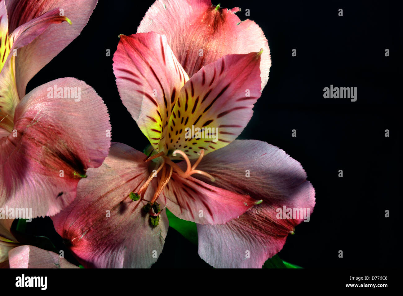 Rosa Blumen Blumenstrauß Haufen Natur Stockfoto