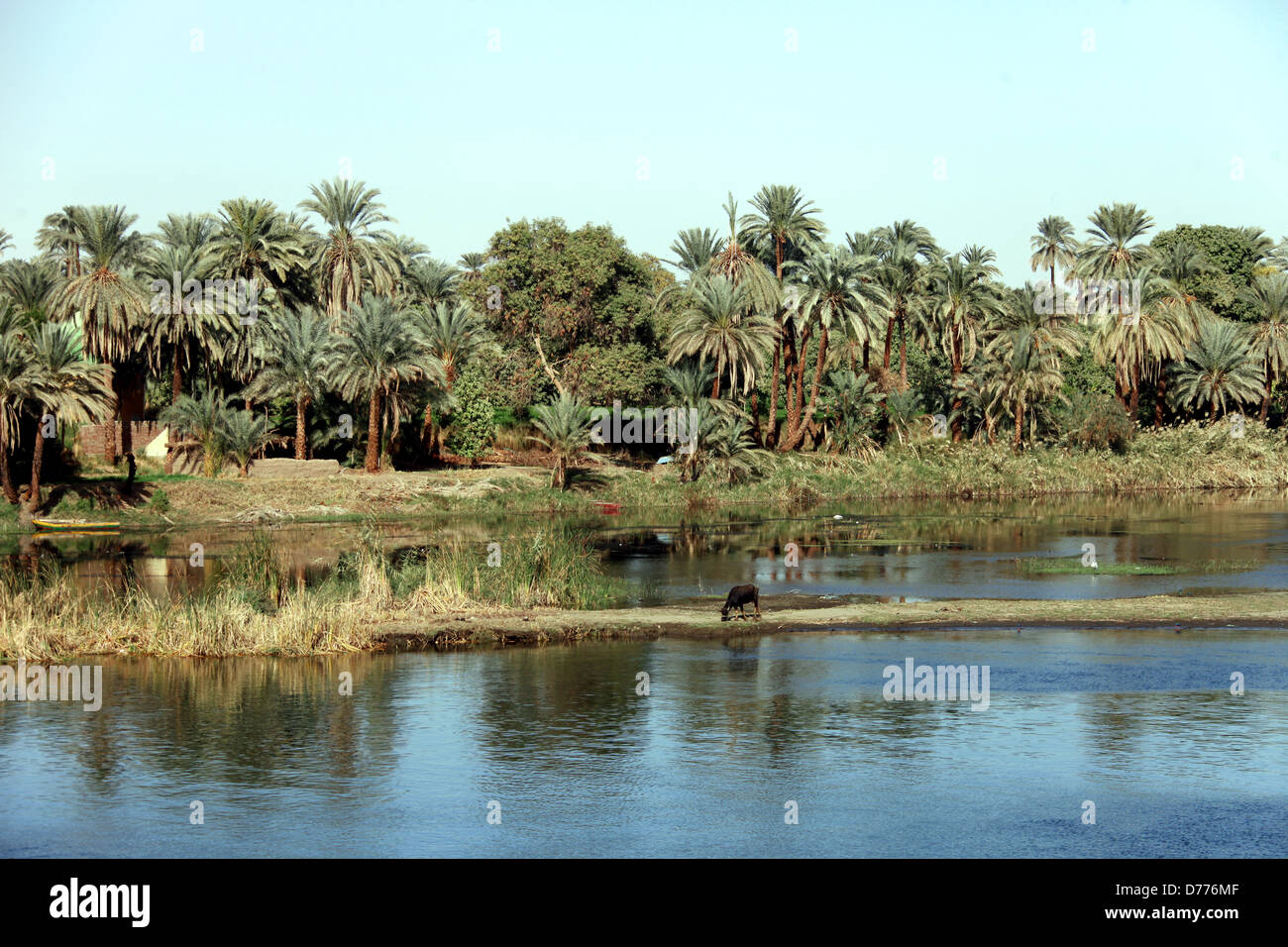 Kuh ON BANK & PALM Bäume Nil Ägypten 9. Januar 2013 Stockfoto