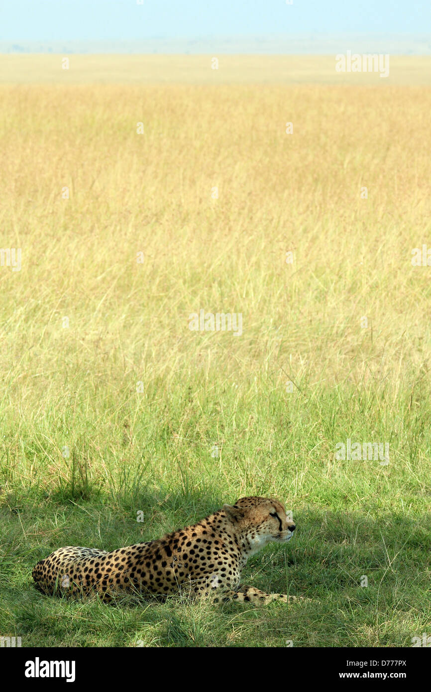 Gepard (Acinonyx Jubatus) liegen in der Wiese, Massai Mara, Kenia Stockfoto
