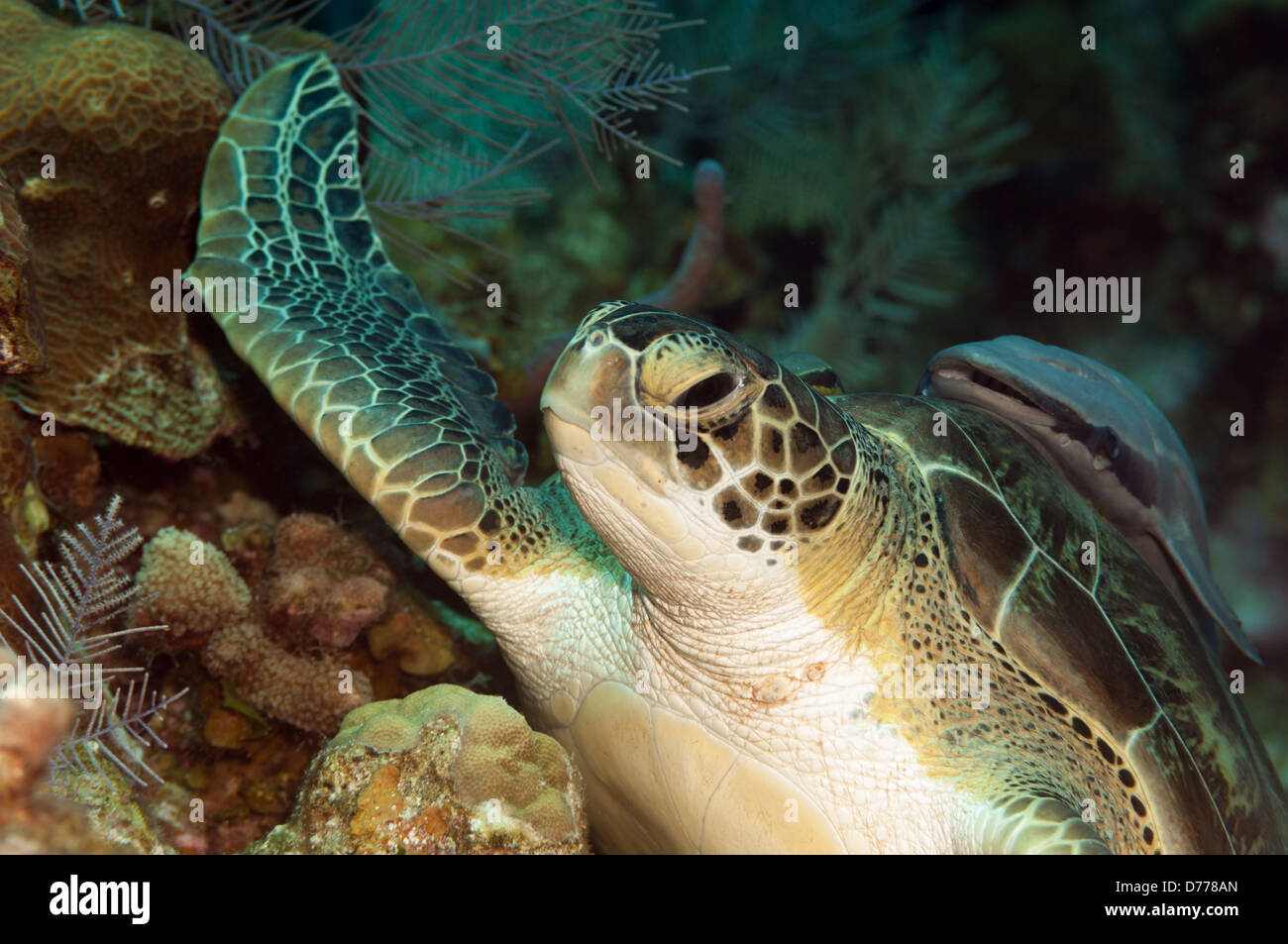 Eine grüne Meeresschildkröte ruht unter Wasser an einem Korallenriff in der Nähe der Insel Roatan, Honduras. Stockfoto
