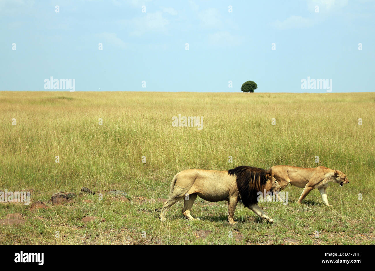 Paar der Löwe (Panthera Leo) zu Fuß durch die Savanne, Massai Mara, Kenia Stockfoto