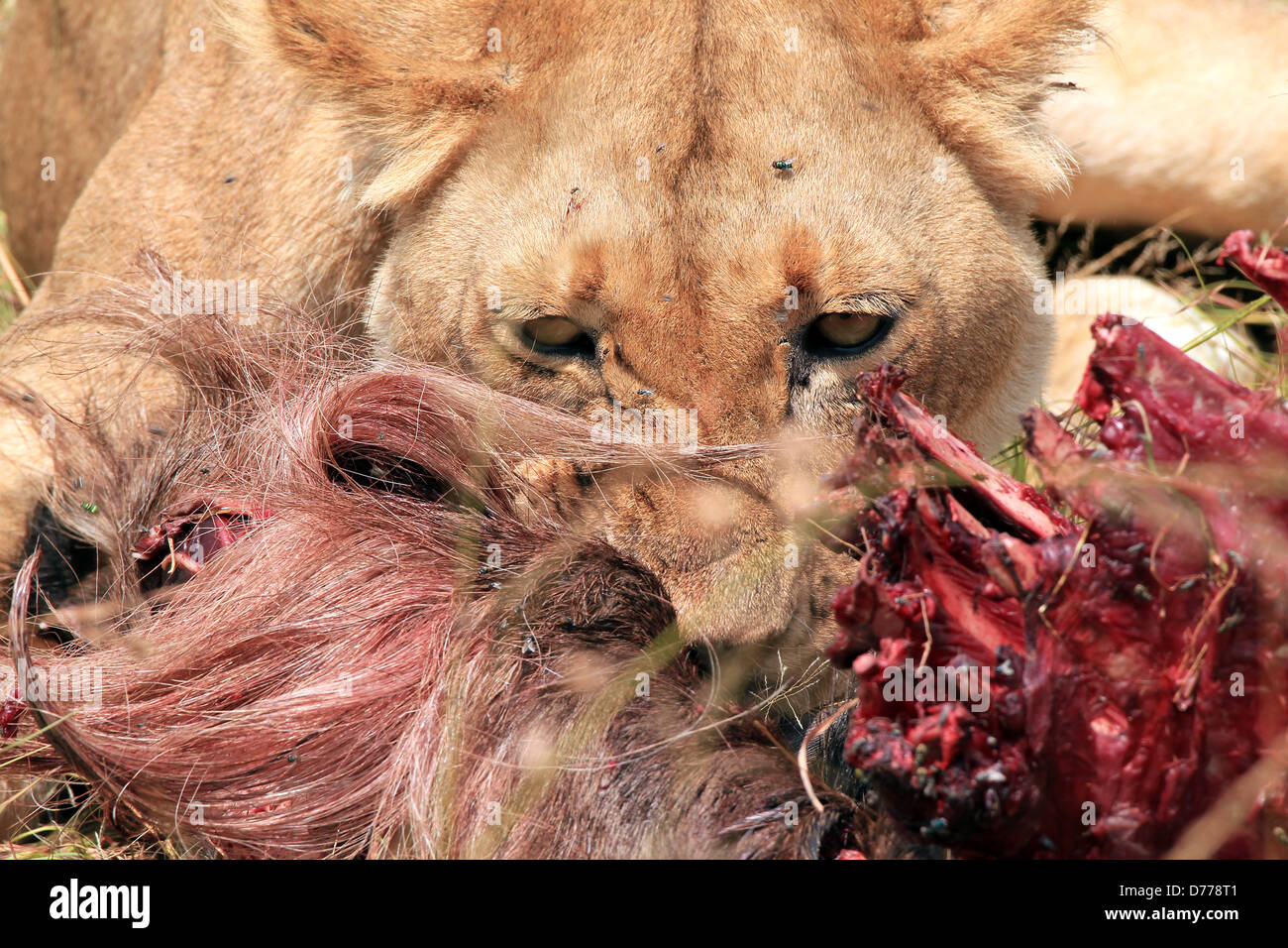 Nahaufnahme eines Löwen (Panthera Leo) Essen eine Gnus, Massai Mara, Kenia Stockfoto
