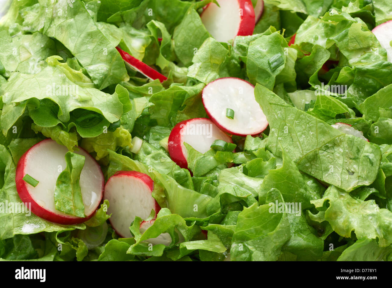 Grüner Salat und Radieschen Salat Nahaufnahme Stockfoto