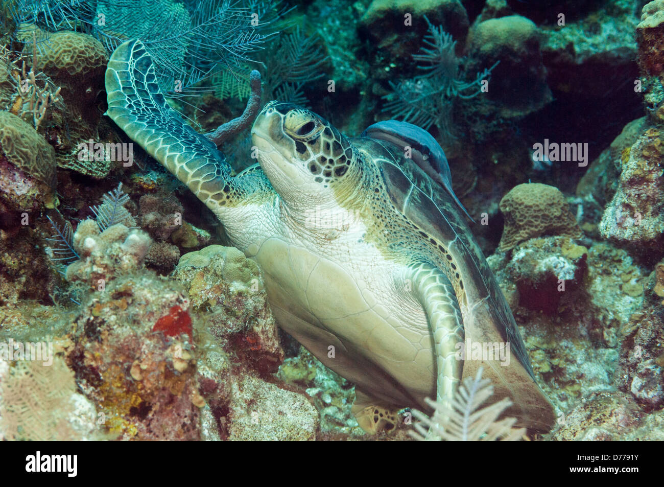 Eine grüne Meeresschildkröte ruht unter Wasser an einem Korallenriff in der Nähe der Insel Roatan, Honduras. Stockfoto
