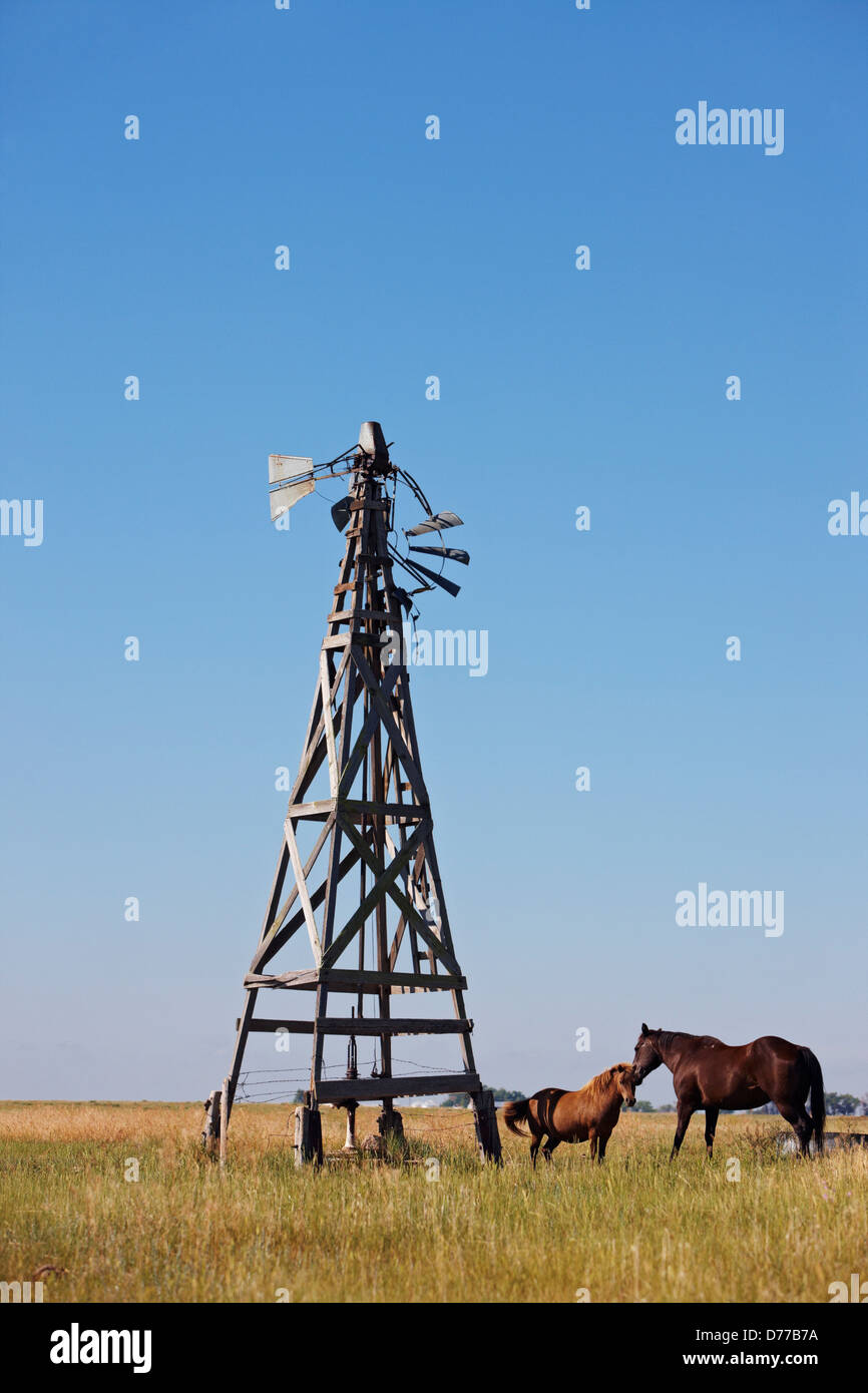 Stute Fohlen unter alte Windmühle Stockfoto