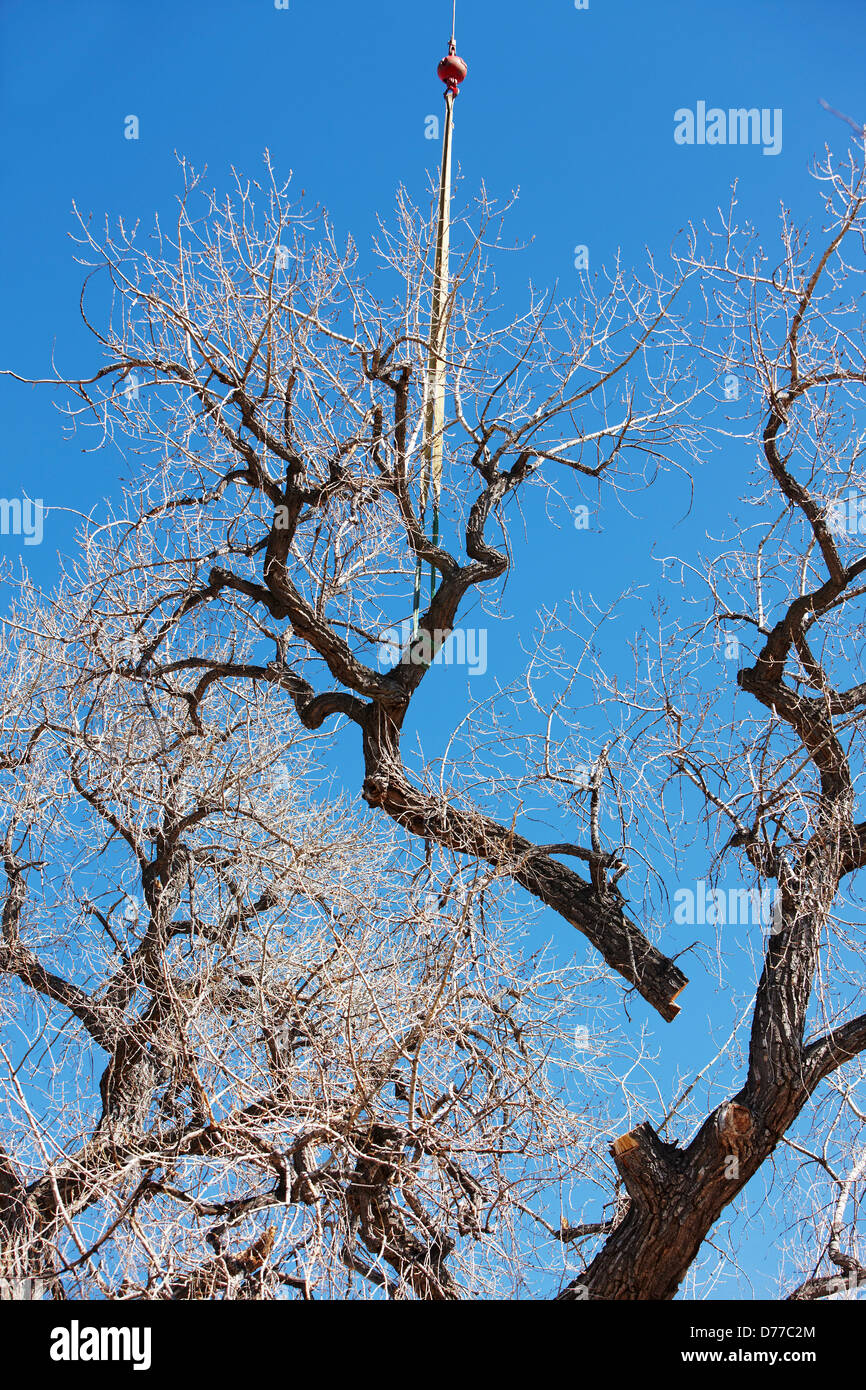 Kran heben große Glied Pappel Baum geschnitten, während der Baum trimmen Betrieb Stockfoto