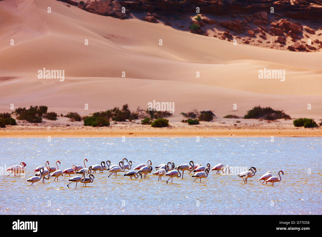 Größere Flamingos Phoenicopterus Roseus in Flusseslagune Sahara Atlantik Oued Ourgane El Tal Süd trifft Stockfoto