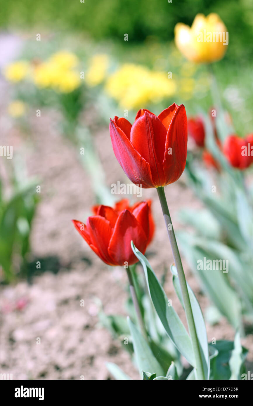 leuchtend rote Tulpe im Garten im Frühjahr Stockfoto