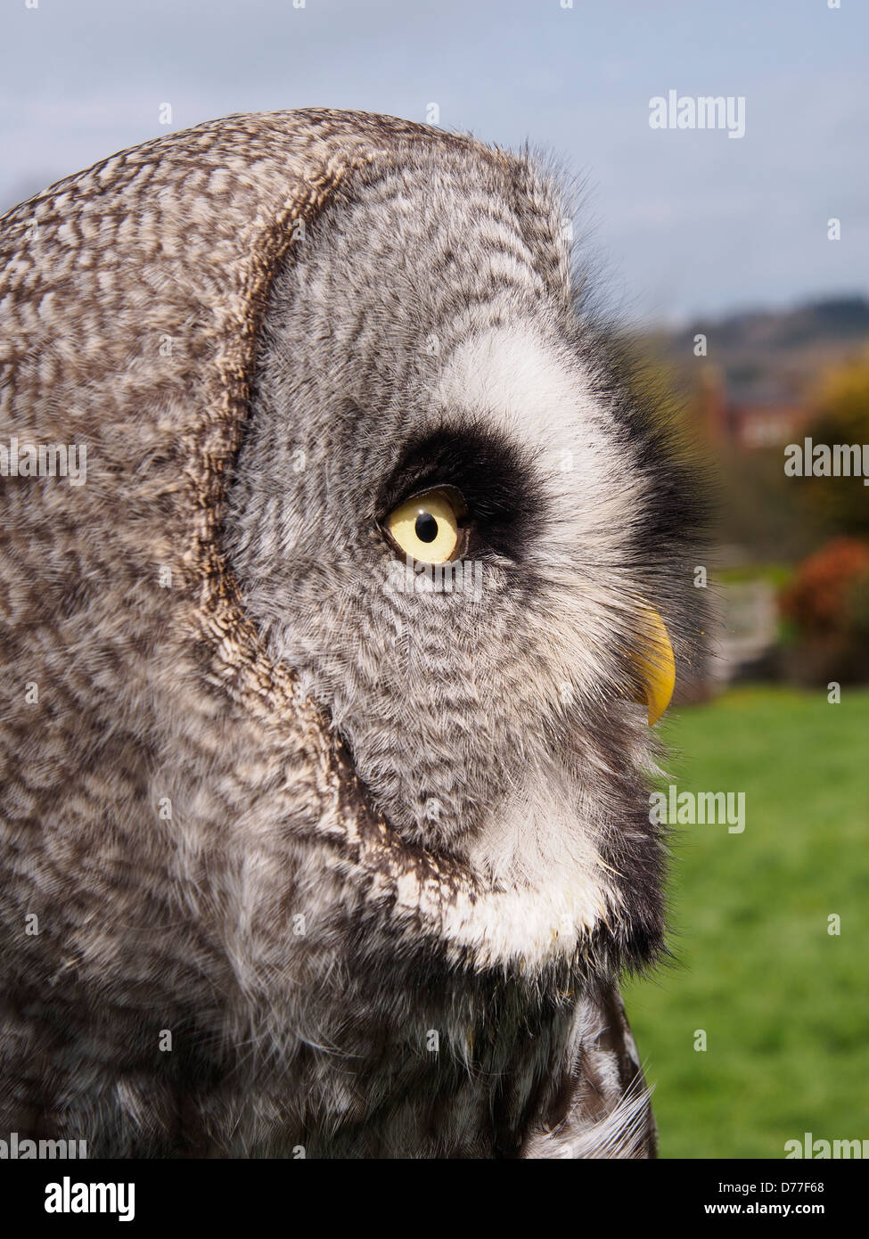 Meg – Bartkauz, Weiblich, geschlüpft 2012 Stockfoto