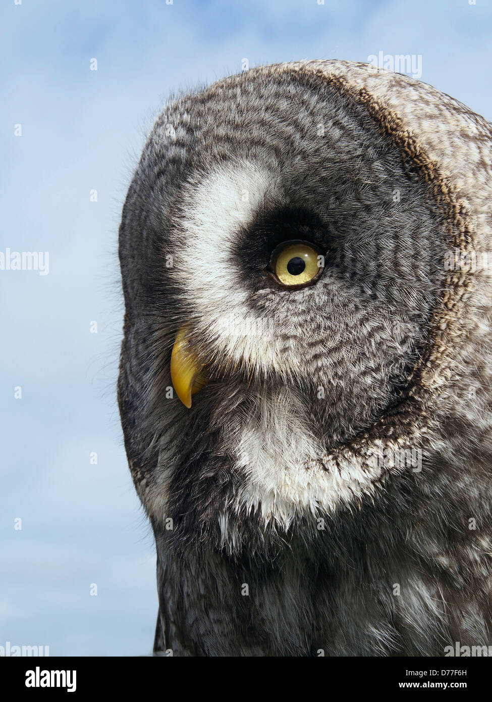 Meg – Bartkauz, Weiblich, geschlüpft 2012 Stockfoto