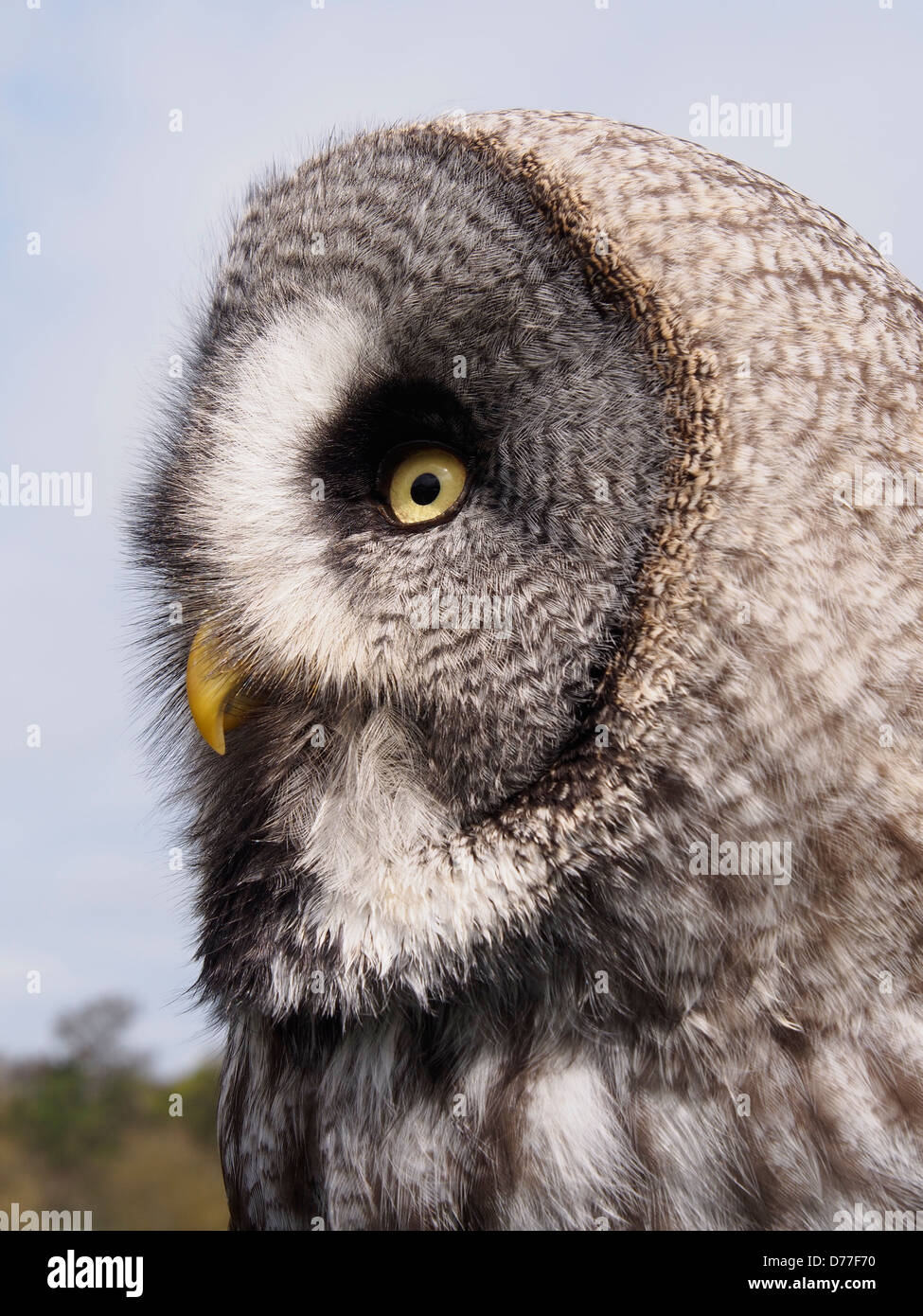 Meg – Bartkauz, Weiblich, geschlüpft 2012 Stockfoto