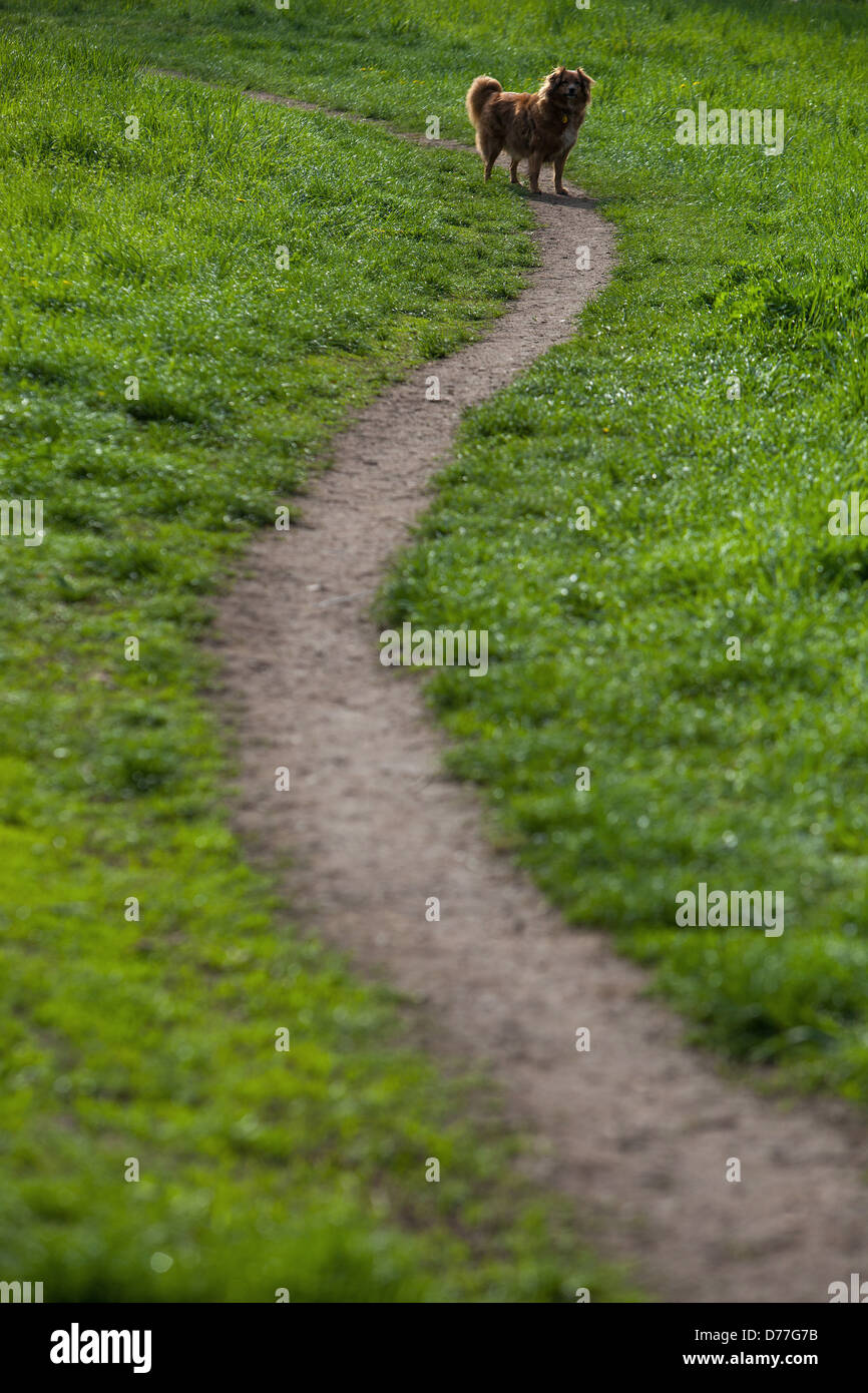 Hund wartet am Ende der ausgetretenen Pfad, Fußweg grasbewachsenen Wiese Stockfoto