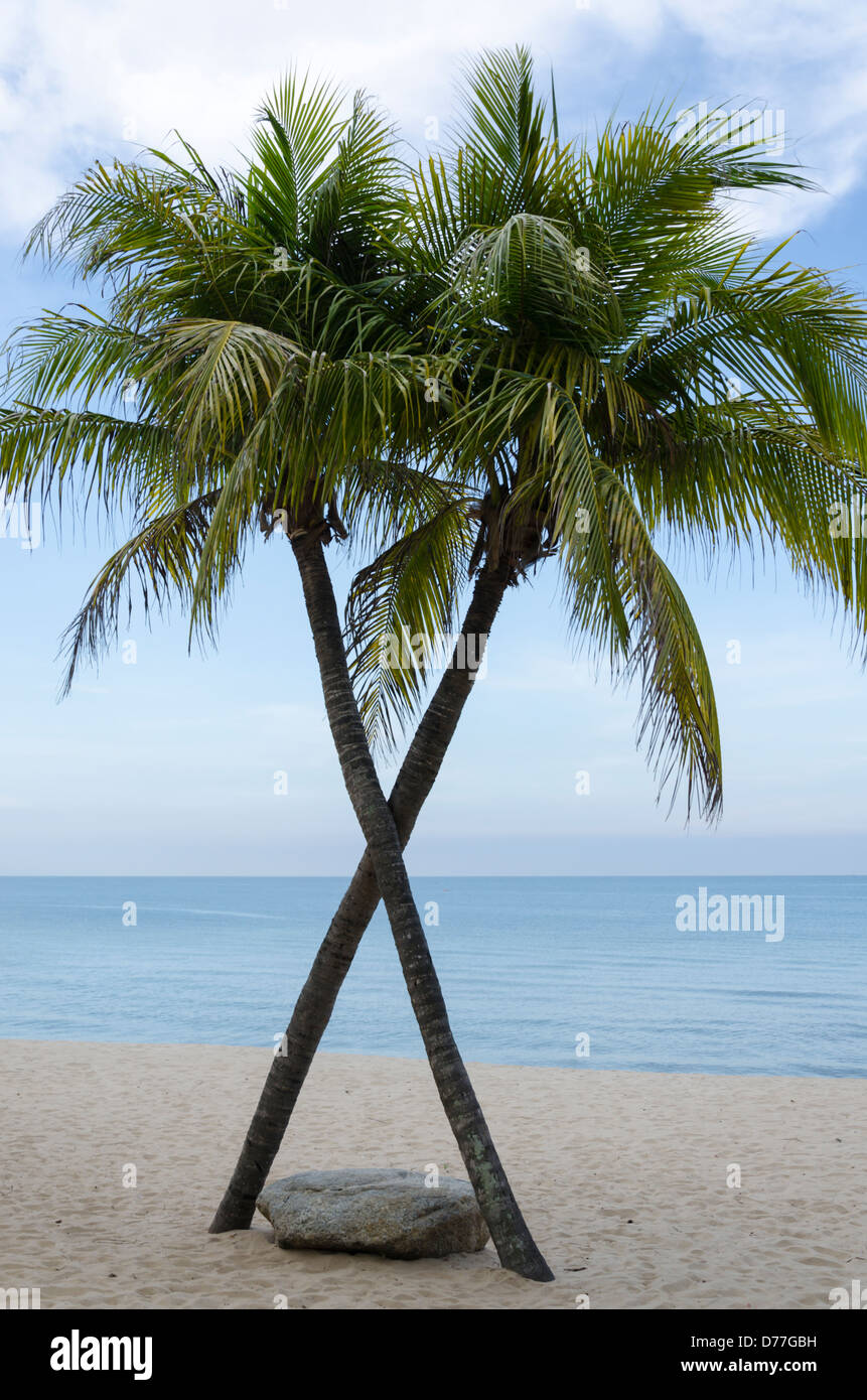 Zwei Kokosnuss-Palmen geformt wie ein X auf einem sandigen Strand in Thailand und einem glatten Felsbrocken an Basis Stockfoto