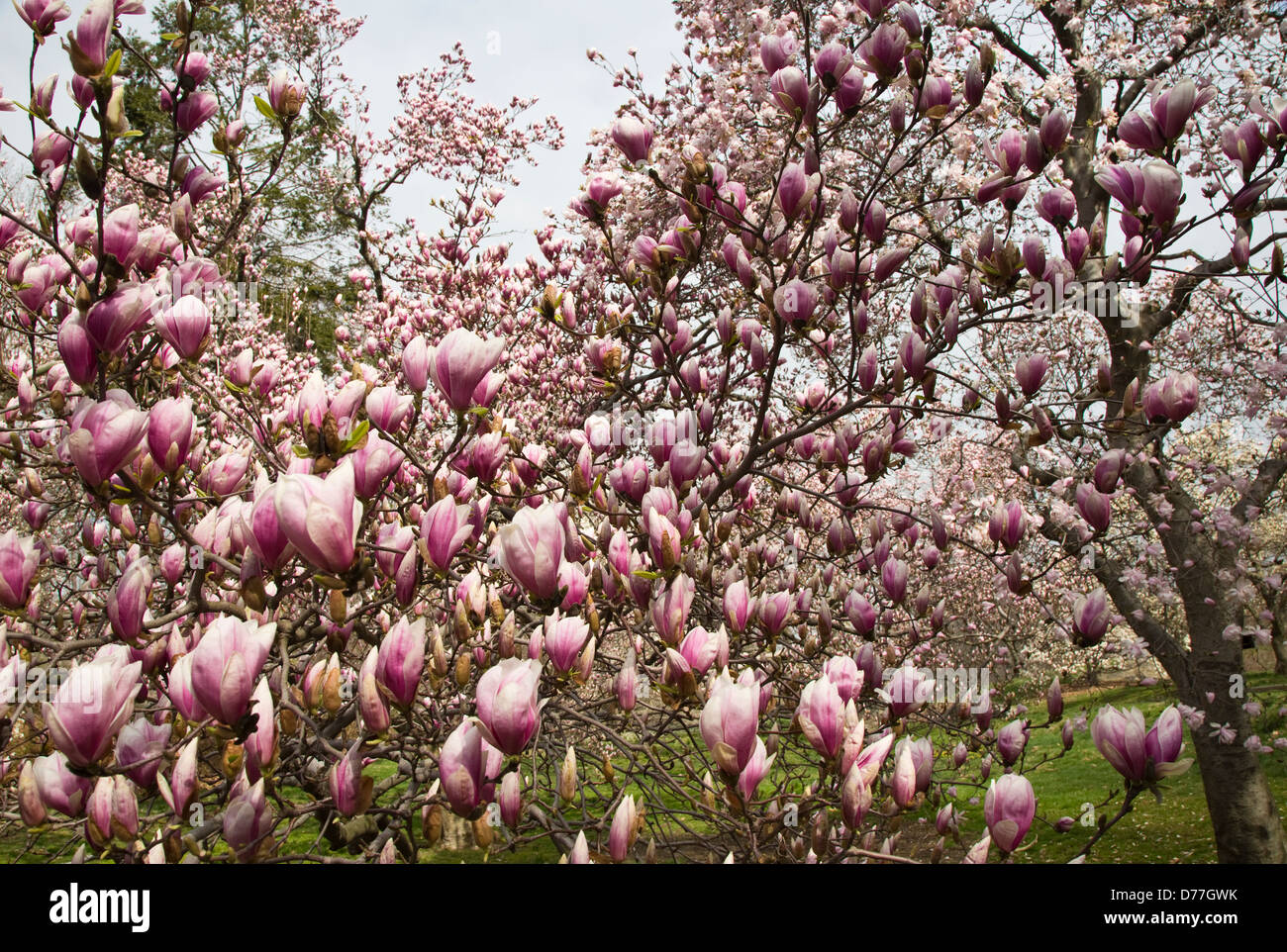 Muster der blühenden Magnolie Blumen auf dem Baum Stockfoto