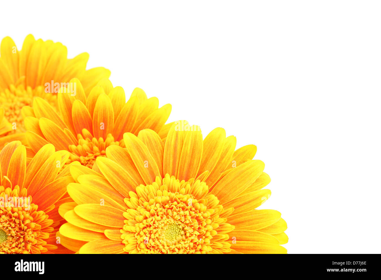 Blumen-Ecke isoliert auf weiss, Nahaufnahme von orange gelben Gerbera daisies Stockfoto