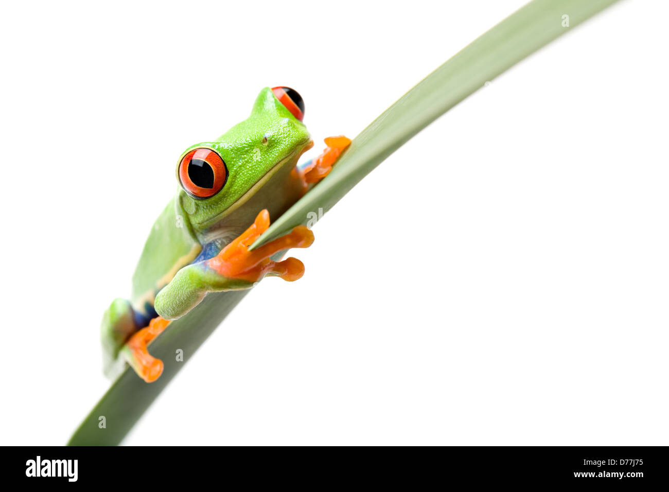 Frosch auf einem schmalen Blatt, einen rotäugigen Baumfrosch (Agalychnis Callidryas) sitzen hautnah isoliert auf weiss Stockfoto
