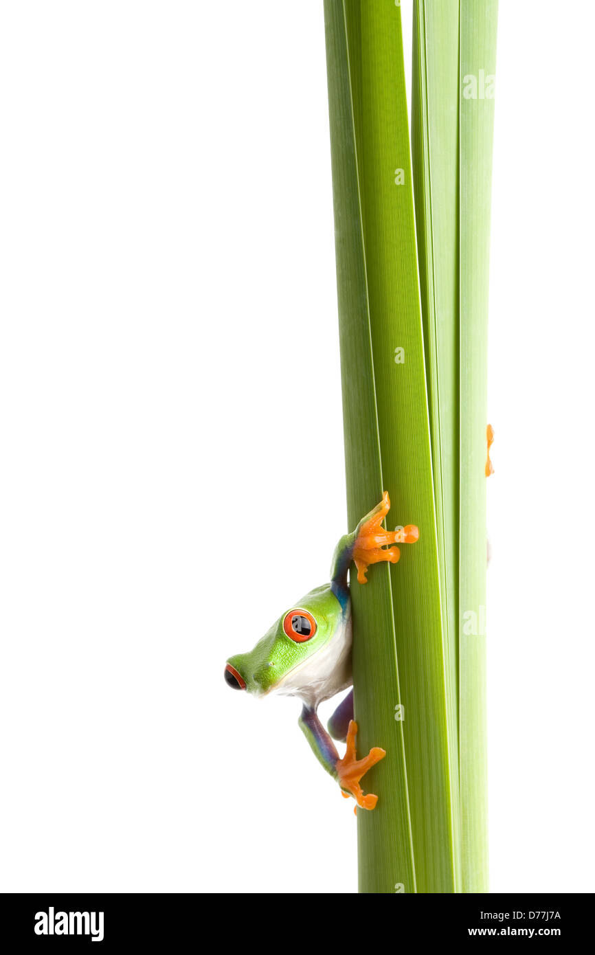 rotäugigen Baumfrosch (Agalychnis Callidryas) an einer Pflanze, Nahaufnahme, isoliert auf weiss Stockfoto