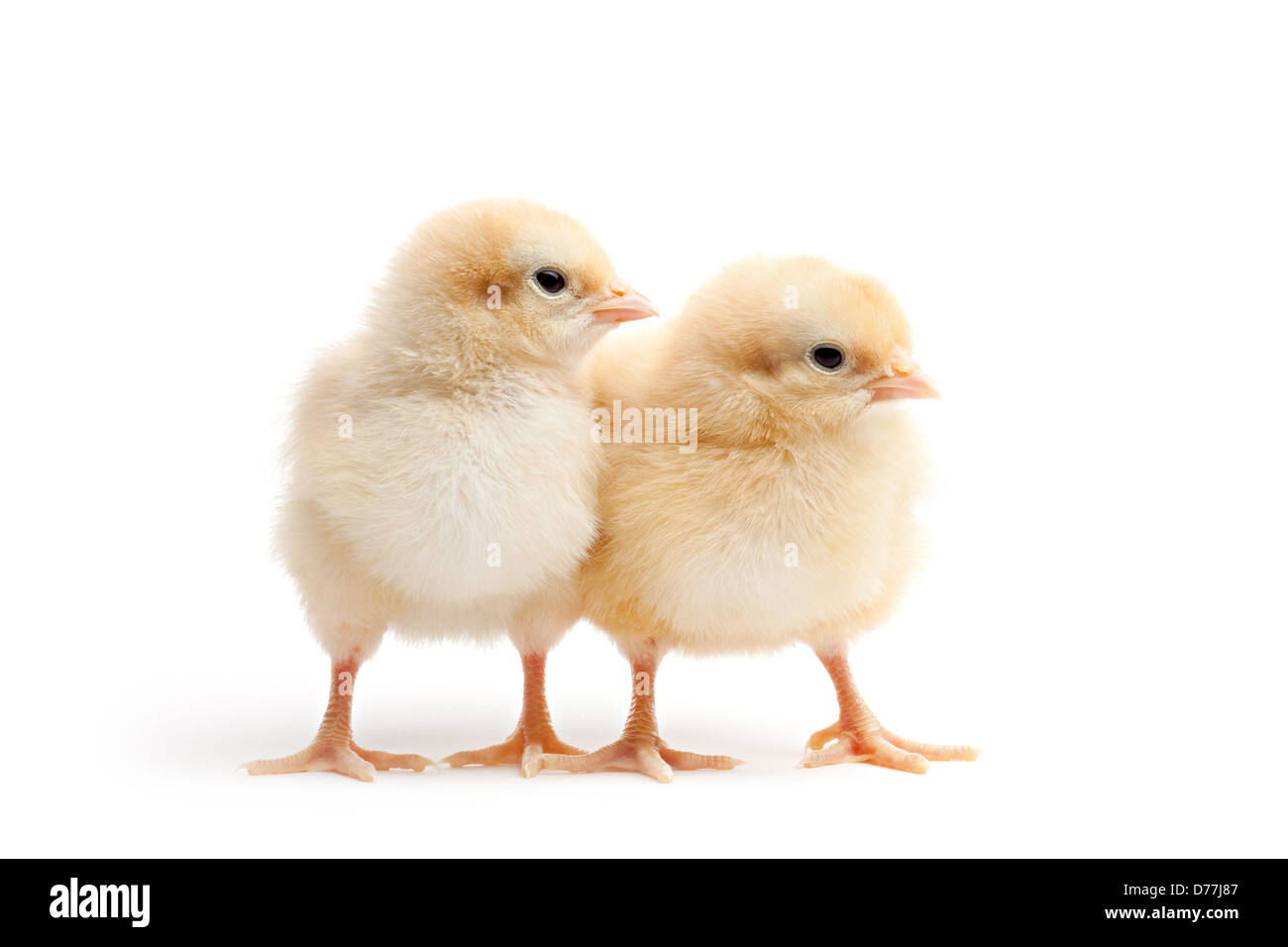zwei junge Küken - Hühner isoliert auf weiss - Buff corington Stockfoto