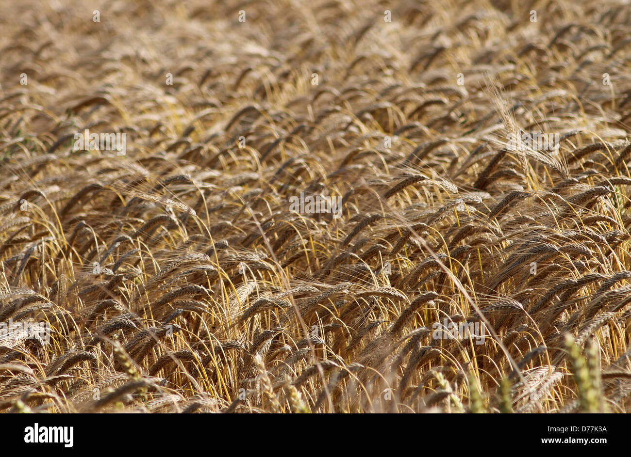 Hintergrund der malerische Goldene Mais-Feld auf Land. Stockfoto
