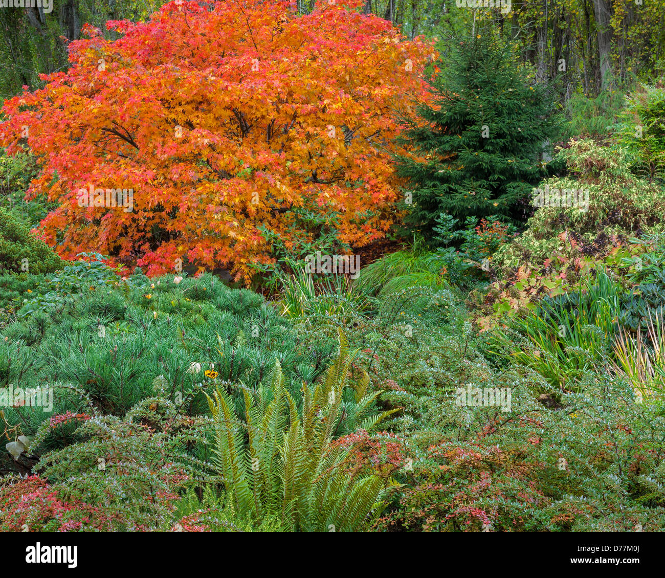 Kubota-Garten, Seattle, WA: Japanische Ahorn mit Herbstlaub mit niedrig wachsenden Berberitze, SNALLE Kiefer und Schwert Farne Stockfoto