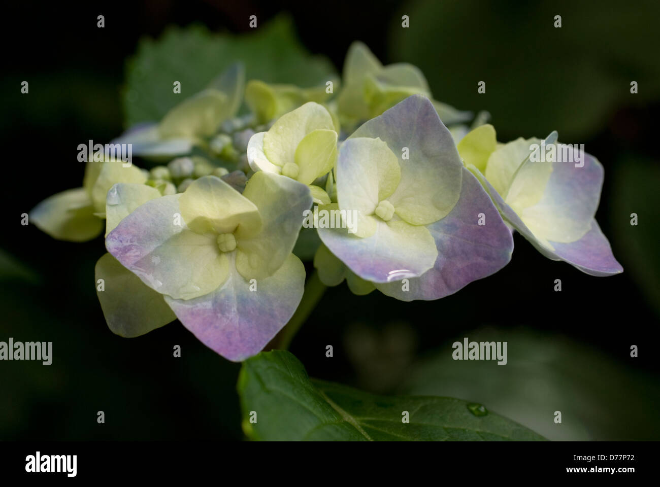 Hydrangea blüht nach Regen Stockfoto