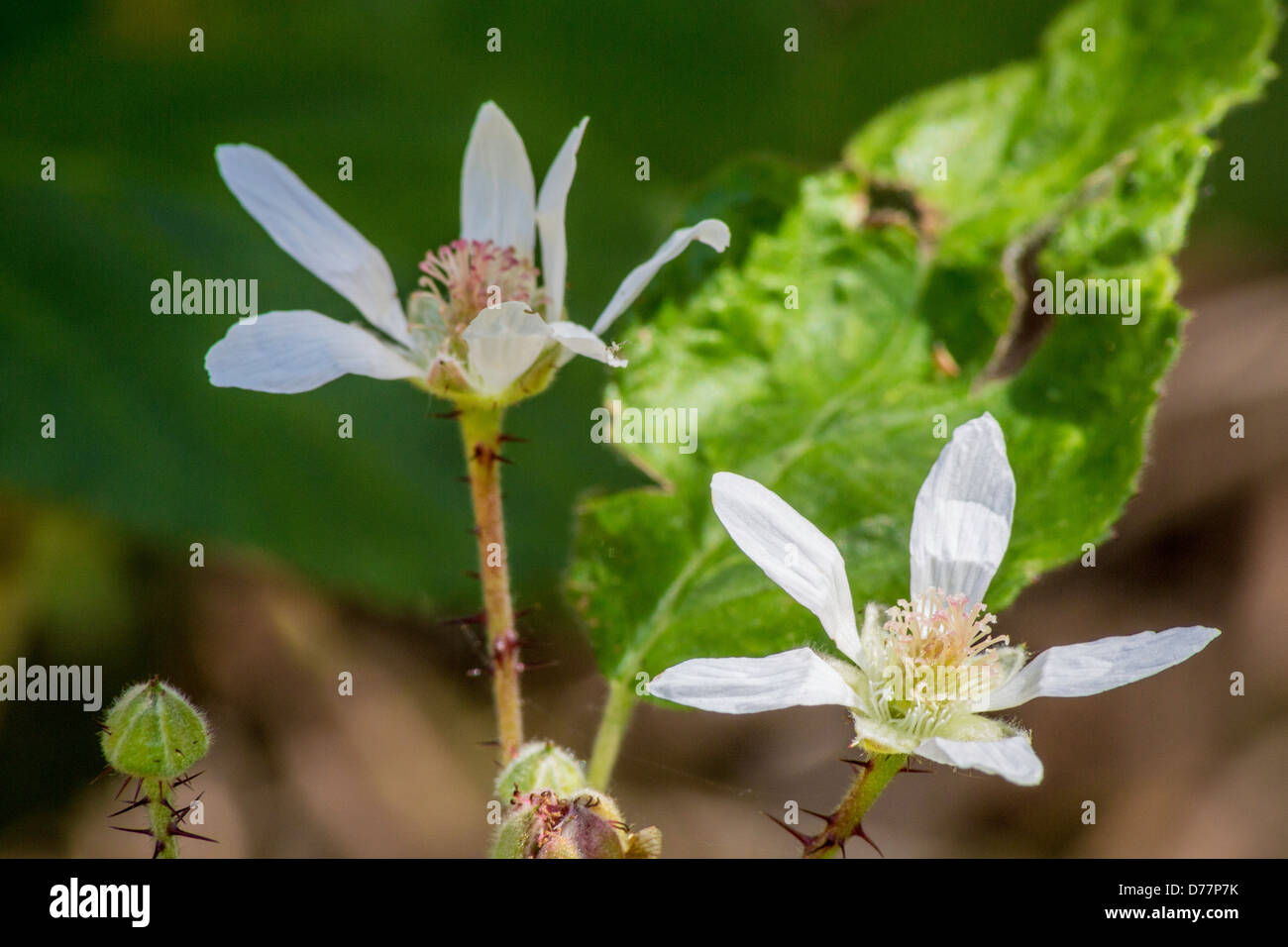 Wilde Brombeere Blüte auf einem Wanderweg Stockfoto