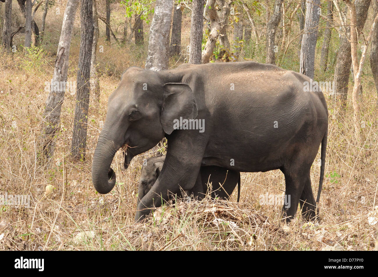 Indische Elefanten (Elephas Maximus Indicus) Stockfoto