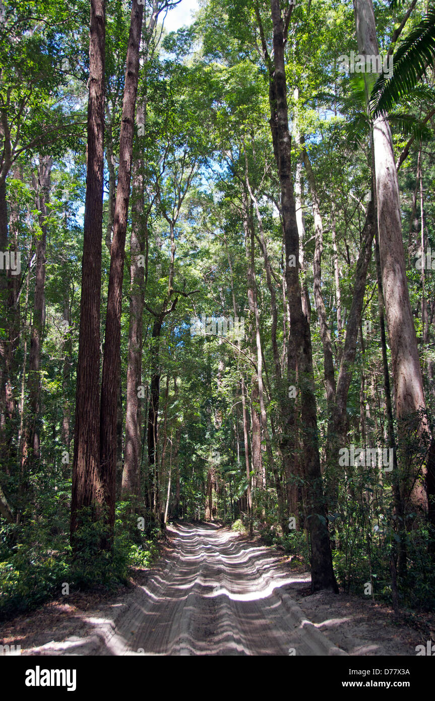 Interieur Sand Road 4WD nur Fraser Island-Queensland Australien Stockfoto