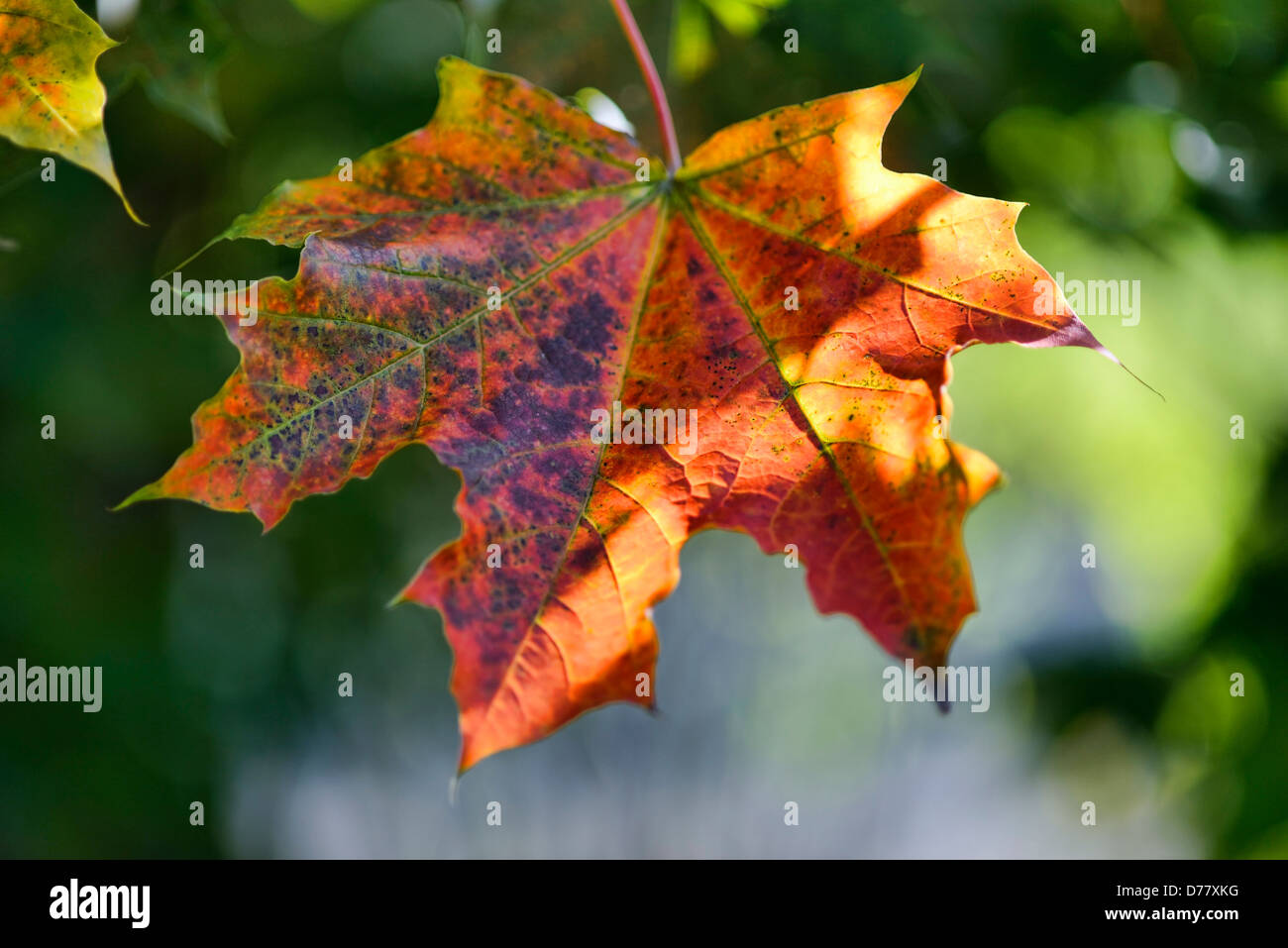 Herbstliche Ahornblatt Stockfoto
