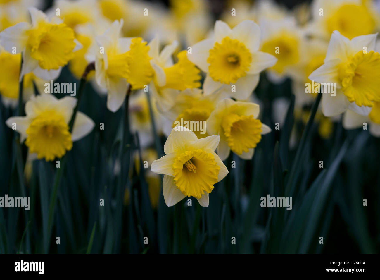 Narcissus Jonquilla (Sorte). Stockfoto