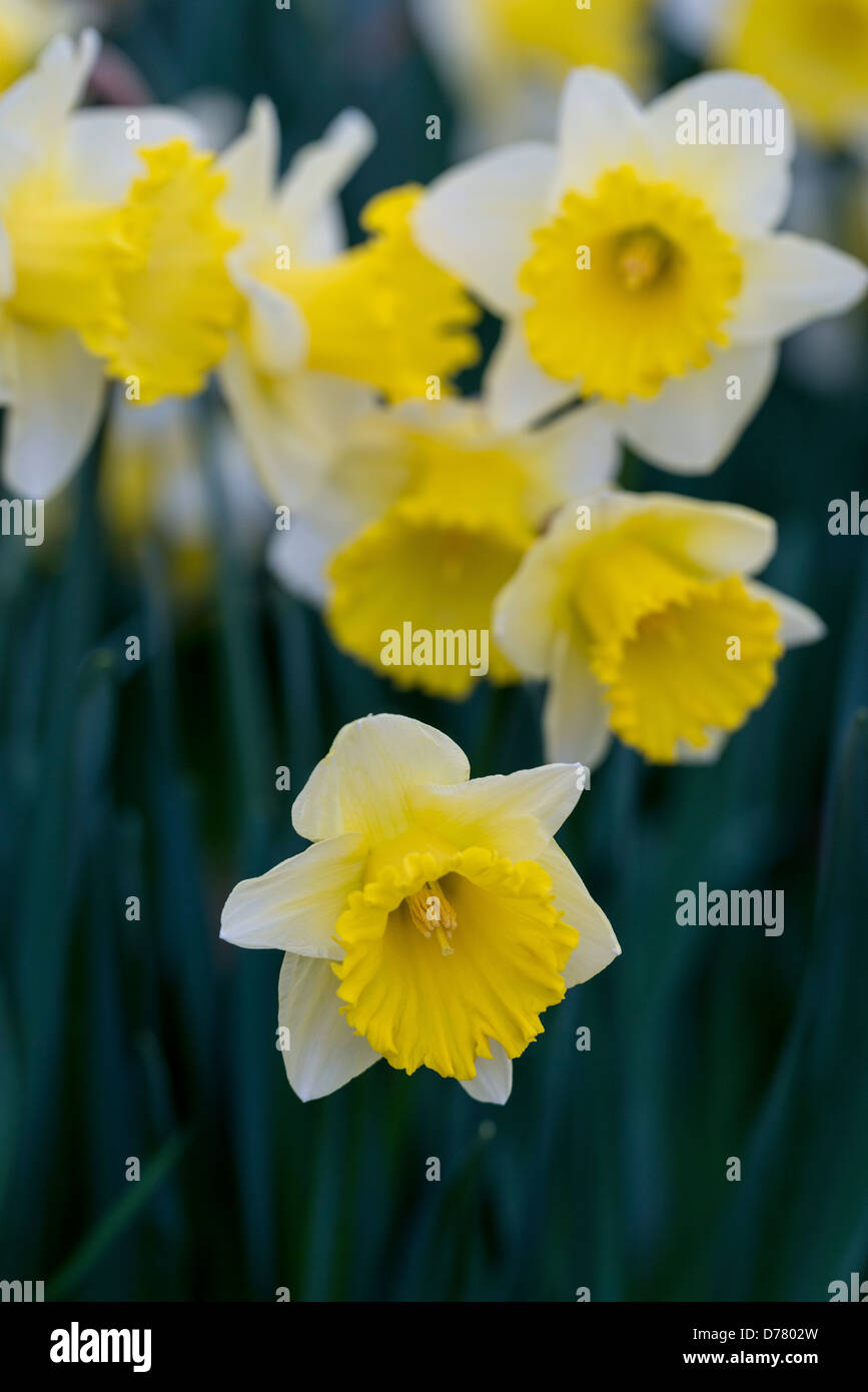 Narcissus Jonquilla (Sorte). Stockfoto