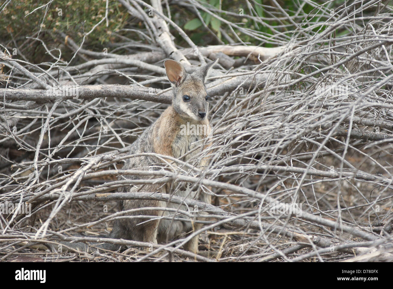 TAMMAR Wallaby, Kangaroo Island, Australien Stockfoto