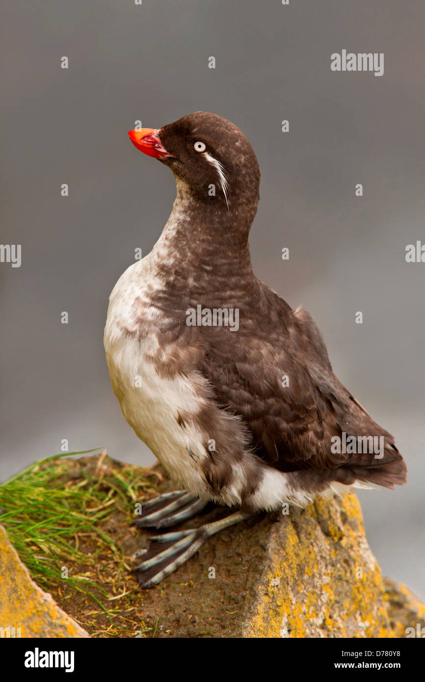 Sittich Auklet Aethia geflohen hocken auf Felsen Saint-Paul-Insel Alaska USA Stockfoto