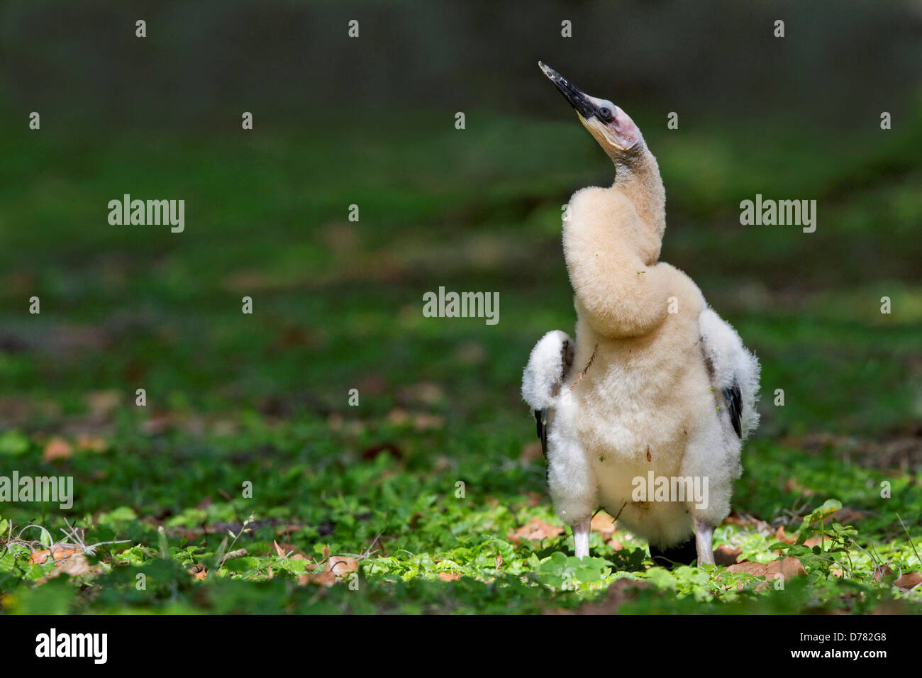 Non-flügge Anhinga Anhinga Anhinga Juvenile, die aus Nest gefallen Stockfoto