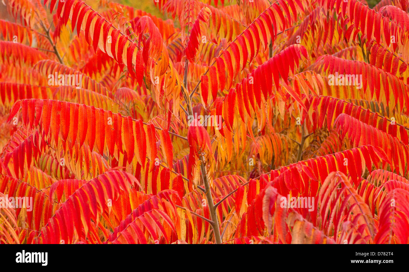Staghorn Sumach Rhus Typhina fallen farbige Blätter Stockfoto