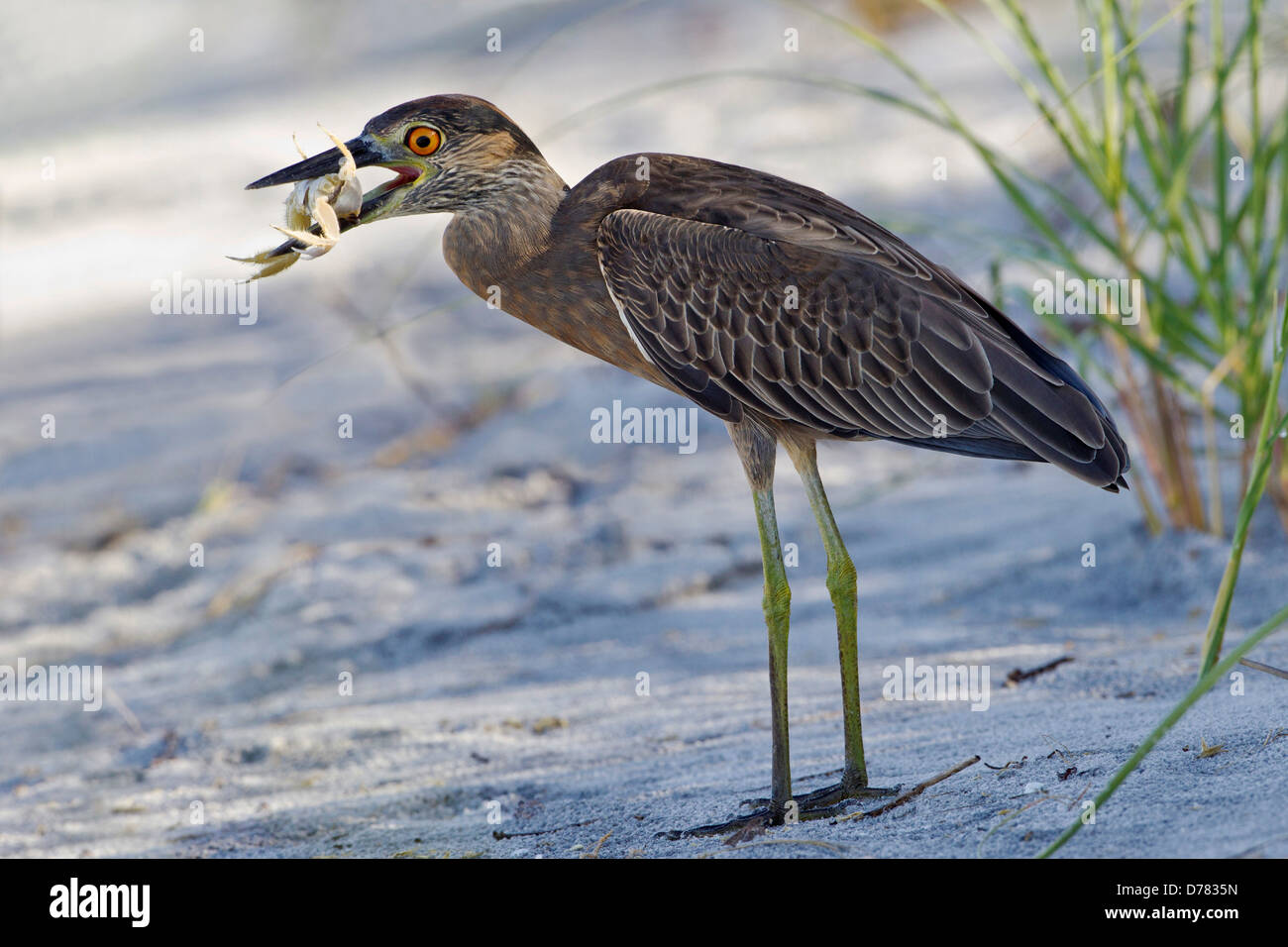 Juvenile Gelb-gekrönter Nachtreiher große Ghost Krabben in seinem Schnabel hält gefangen im Schatten einiger vegetation Stockfoto