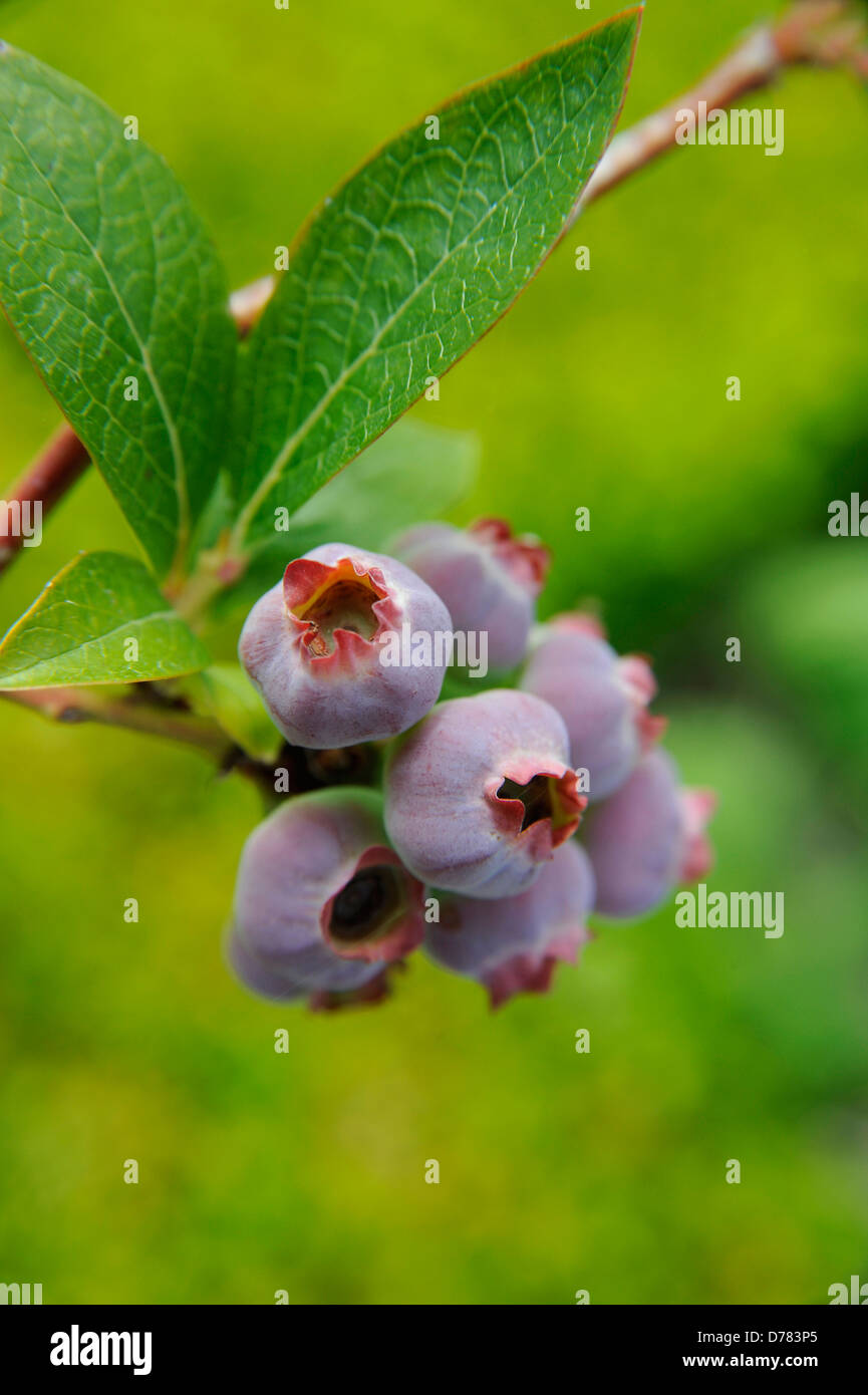 Lila Beeren der Heidelbeere, Vaccinium Corymbosum Reifung. Stockfoto