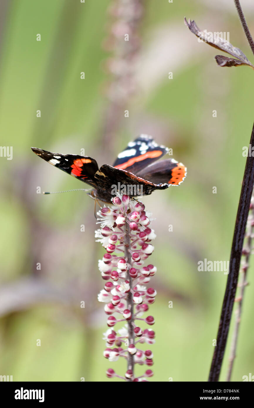 Red Admiral Schmetterling auf Actaea Simplex 'Brunette' krautige mehrjährige Pflanze Stockfoto