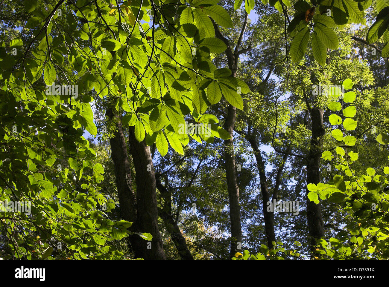 Wayland Holz vor den Toren Watton in Norfolk, England. Das Holz soll