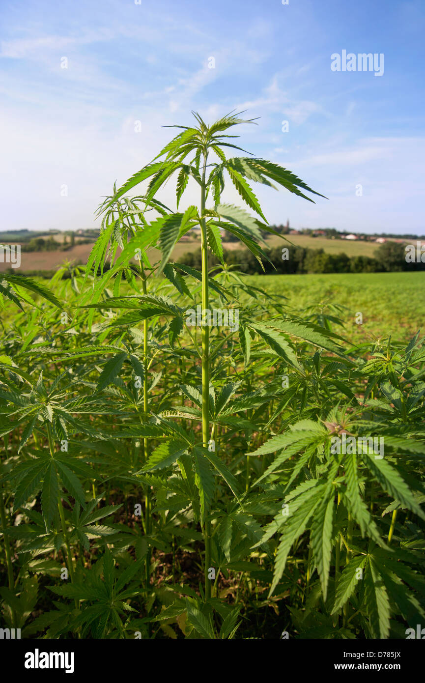 Hanfpflanze Cannabis Sativa als Ernte wachsen. Stockfoto