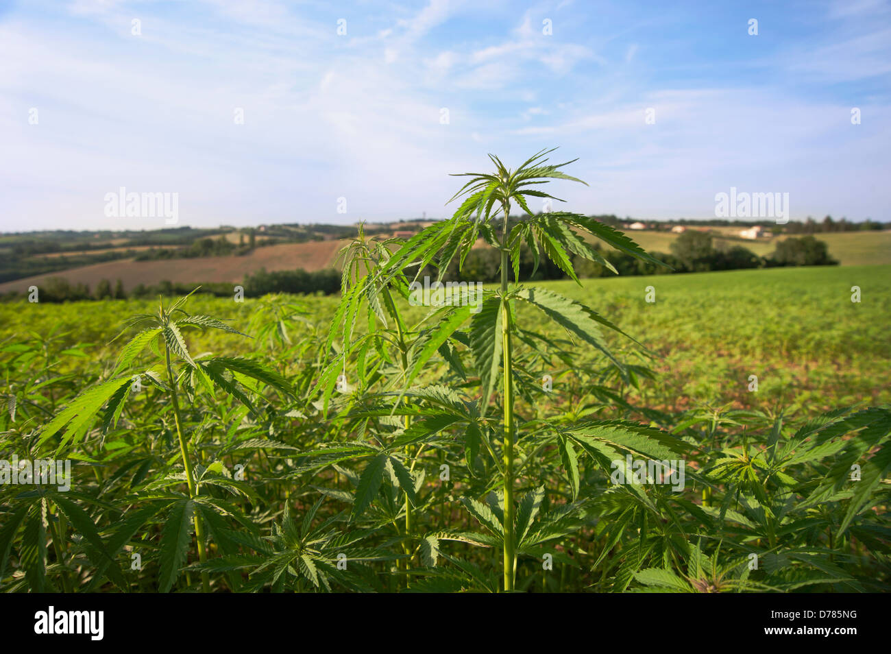 Hanfpflanze Cannabis Sativa als Ernte wachsen Stockfotografie Alamy