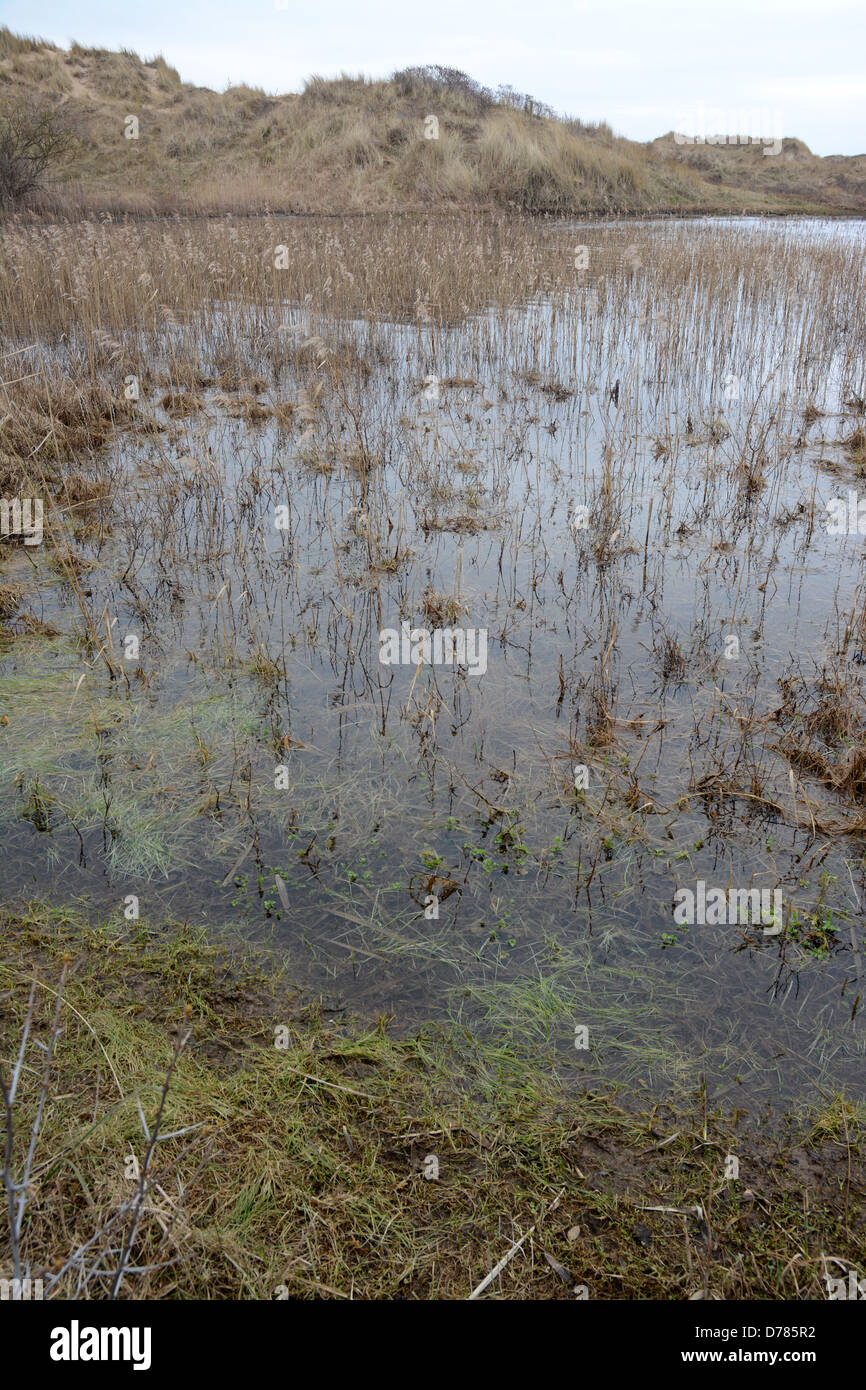 Die Sefton Küste Special Area of Conservation umfasst 4.500 Hektar Strand und Dünen Lebensräume, wo saisonale Teiche Form Stockfoto