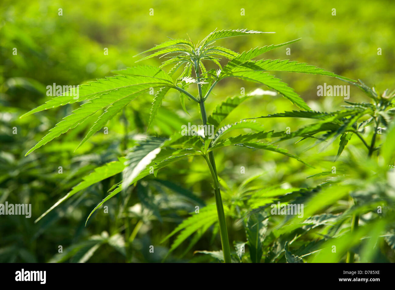 Hanfpflanze Cannabis Sativa als Ernte wachsen. Stockfoto